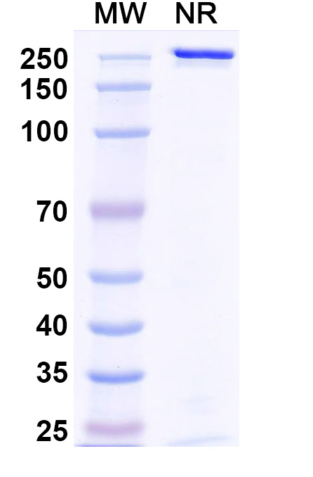 SDS-PAGE for Anti-Human Integrin beta 6 Reference Antibody (Sigvotatug, RUO)