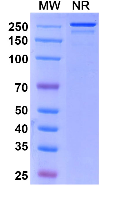 SDS-PAGE for Anti-Human SLITRK6 Reference Antibody (Sirtratumab, RUO)