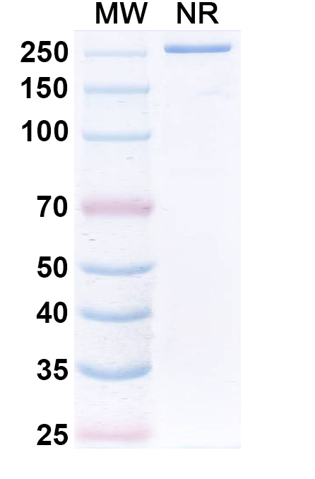 SDS-PAGE for Anti-S1P/Sphingosine-1-phosphate Reference Antibody (Sphingomab, RUO)