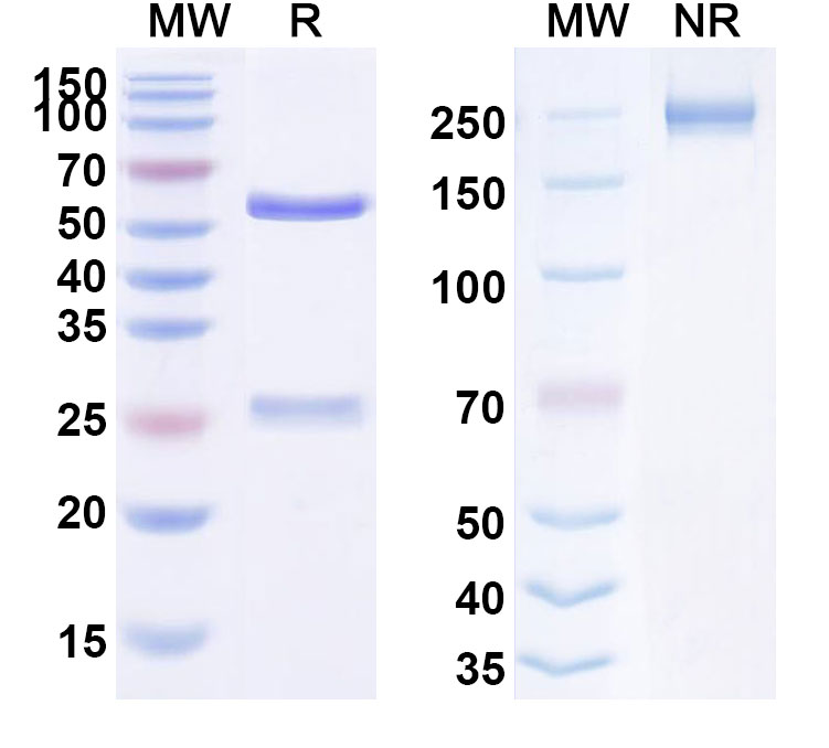 SDS-PAGE for Anti-HIV-1 gp120 Reference Antibody (Suvizumab, RUO)