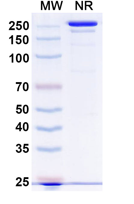 SDS-PAGE for Anti-Human CD41/CD61 Reference Antibody (Tadocizumab, RUO)