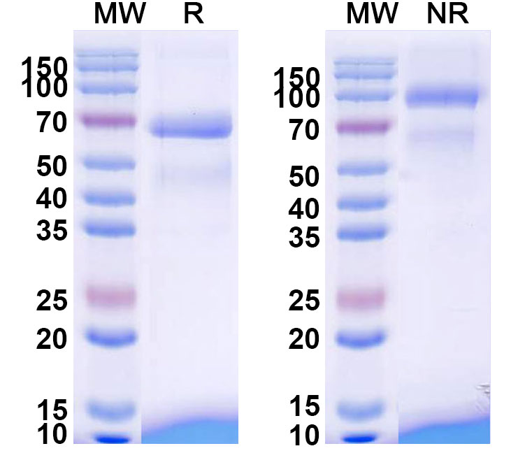 SDS-PAGE for Research Grade Tebentafusp