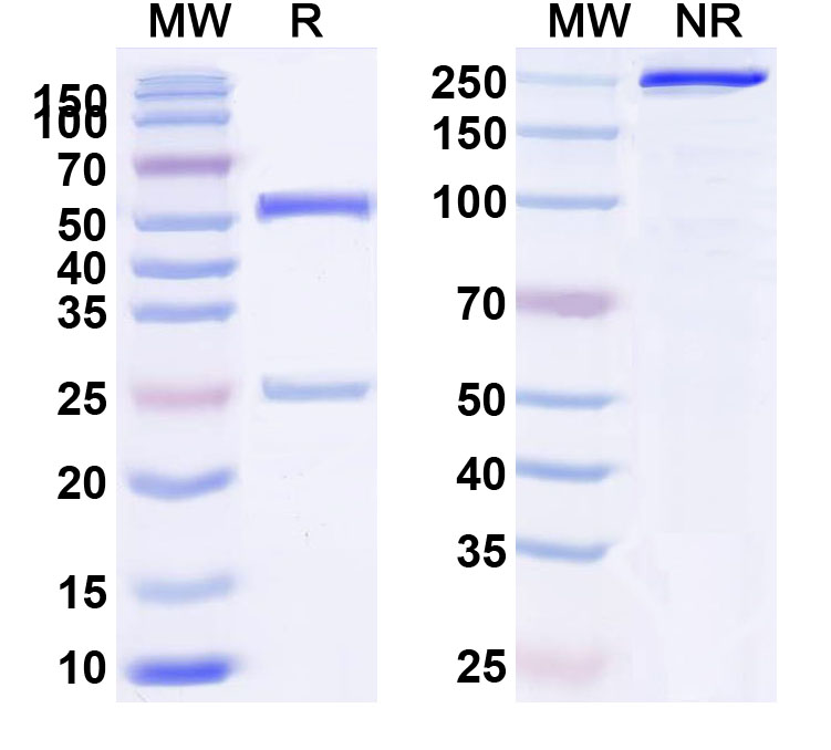 SDS-PAGE for Anti-Human CD40/TNFRSF5 & CD137/TNFRSF9 Bispecific Reference Antibody (Tecaginlimab, RUO)