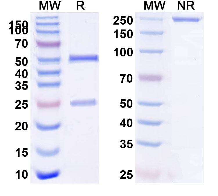 SDS-PAGE for Anti-Human IL-33 Reference Antibody (Tozorakimab, RUO)