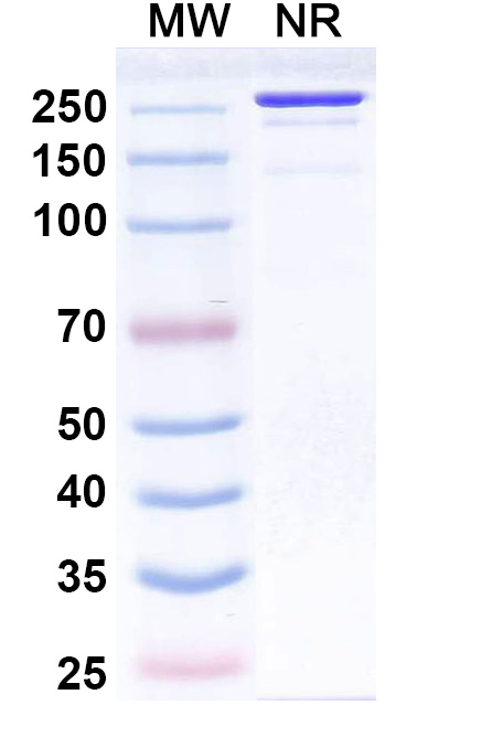 SDS-PAGE for Anti-BKPyV VP1 Reference Antibody (Traxivitug, RUO)