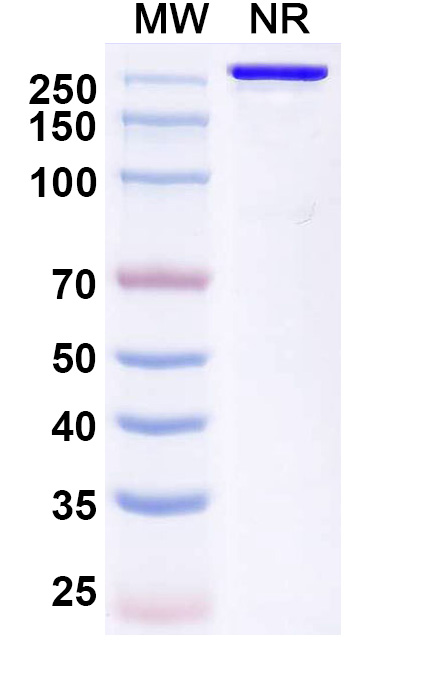 SDS-PAGE for Anti-Human RHD Reference Antibody (Trinbelimab, RUO)