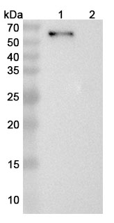 Western blot for Anti-Human LAG-3 Reference Antibody (Tuparstobart, RUO)