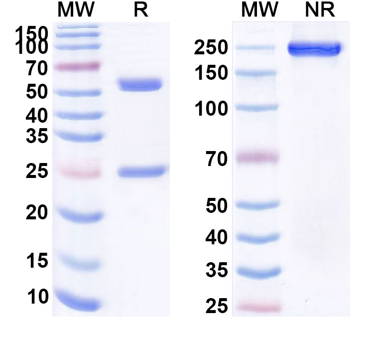 SDS-PAGE for Anti-HBsAg Reference Antibody (Tuvirumab, RUO)