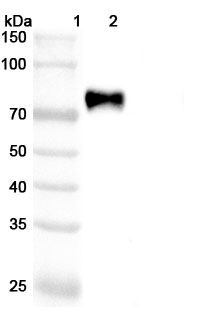 Western blot for Anti-Human Siglec-3/CD33 Reference Antibody (Vadastuximab, RUO)