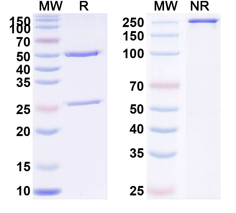 SDS-PAGE for Anti-Human VEGF Reference Antibody (Varisacumab, RUO)