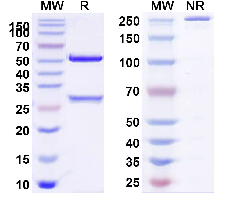 SDS-PAGE for Anti-Human CD20 Reference Antibody (Veltuzumab, RUO)