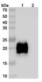 Western blot for Anti-Human PD-1&CTLA-4 Reference Antibody (Volrustomig, RUO)