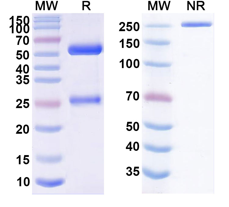 SDS-PAGE for Anti-Human VEGFR2/KDR/Flk-1 Reference Antibody (Vulinacimab, RUO)