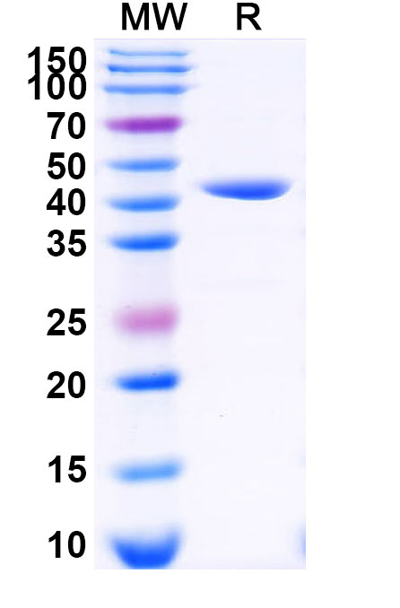 SDS-PAGE for 3C Protease