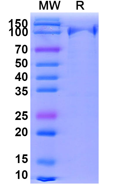 ELISA Kits and Assay Tools