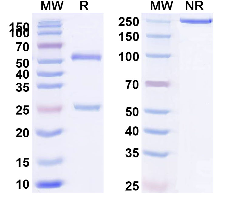 SDS-PAGE for Anti-Human ACE2 Antibody (11B11)