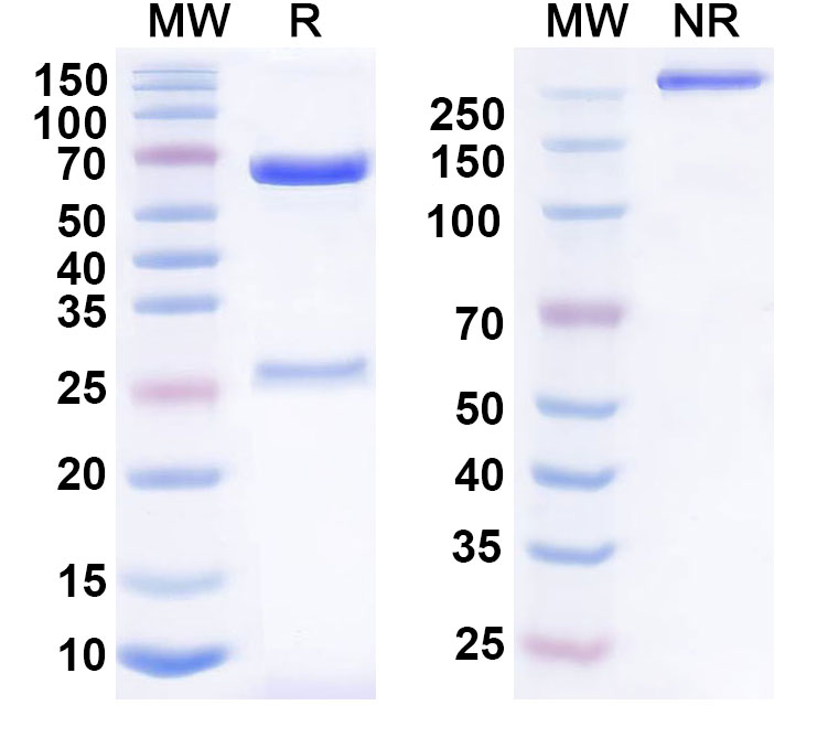 SDS-PAGE for Anti-Human CD11a/ITGAL Antibody (HB 9579)