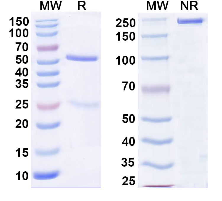 SDS-PAGE for Anti-Human CD127/IL7R Antibody (4A10)