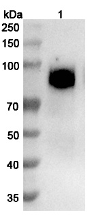 Western blot for Anti-Human CD140a/PDGFRA Antibody (SAA0057)