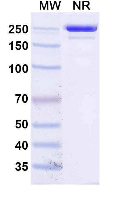 SDS-PAGE for Anti-Human CD154/CD40LG/TNFSF5 Antibody (SAA0549)