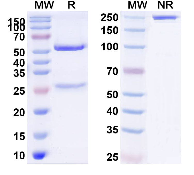 SDS-PAGE for Anti-Human CD19 Antibody (4G7)