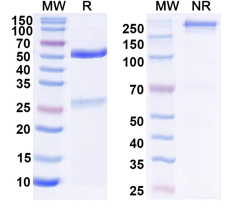 SDS-PAGE for Anti-Human CD19 Antibody (SAA2206)