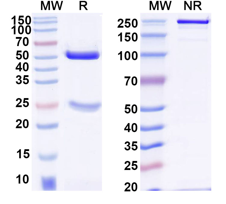 SDS-PAGE for Anti-Human CD20/MS4A1 Antibody (SAA2210)