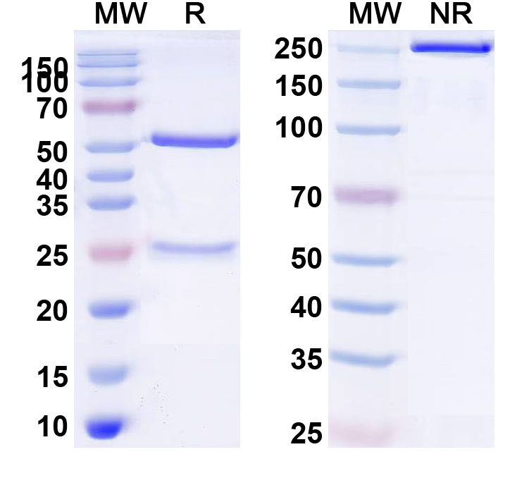 SDS-PAGE for Anti-Human CD213a1/IL13RA1 Antibody (SAA0070)