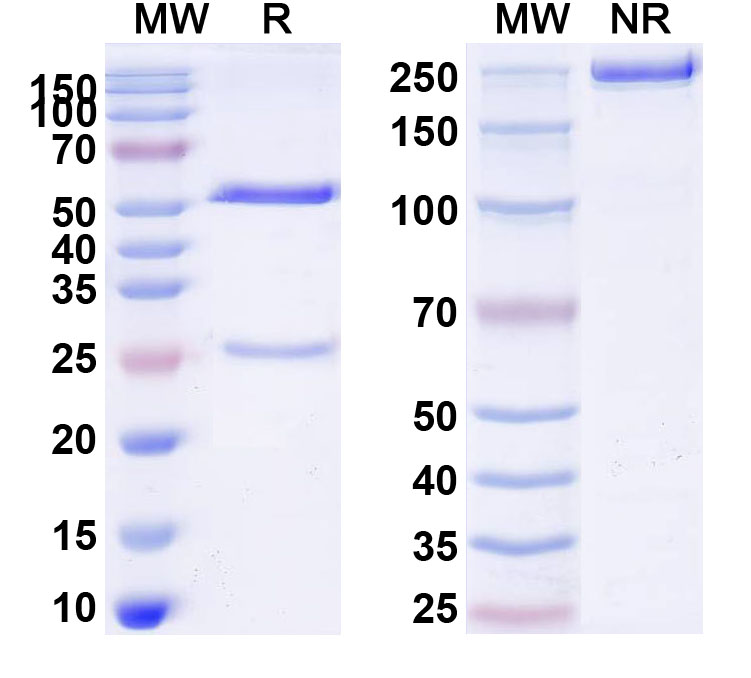 SDS-PAGE for Anti-Human CD248 Antibody (SAA0182)