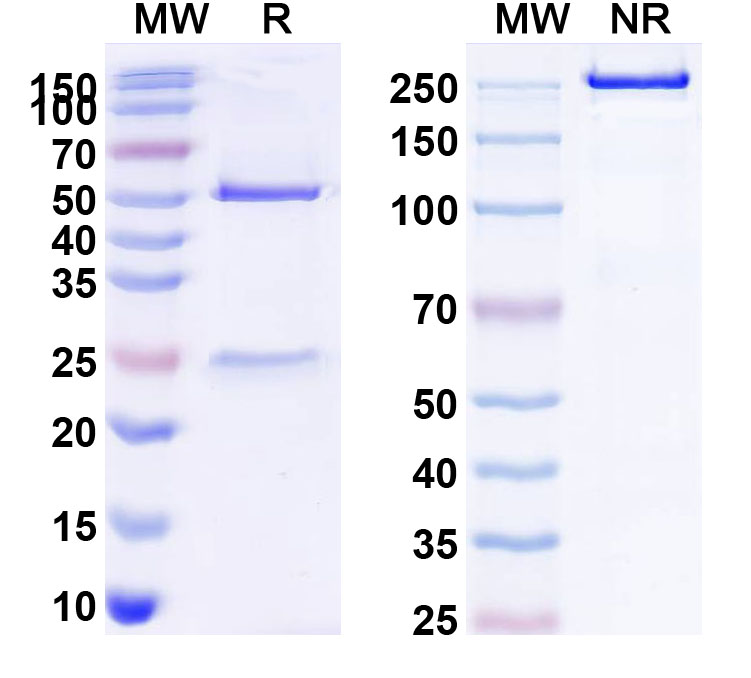 SDS-PAGE for Anti-Human CD262/TNFRSF10B/TRAIL-R2 Antibody (SAA0084)