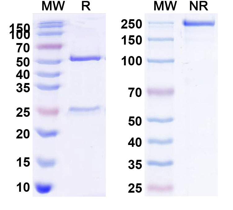 SDS-PAGE for Anti-Human CD272/BTLA Antibody (SAA0087)