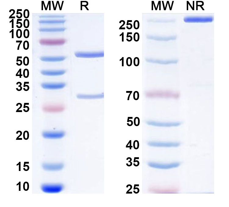 SDS-PAGE for Anti-Human CD294/PTGDR2 Antibody (SAA0325)