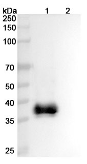 Western blot for Anti-Human CD301/CLEC10A Antibody (49C11)