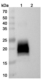 Western blot for Anti-Human CD317/BST2 Antibody (HM1.24)