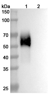 Western blot for Anti-Human CD334/FGFR4 Antibody (U3-17846J6Ye)
