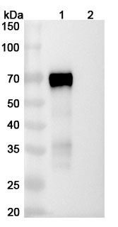 Western blot for Anti-Human CD335/NCR1/NKp46 Antibody (8E5#)