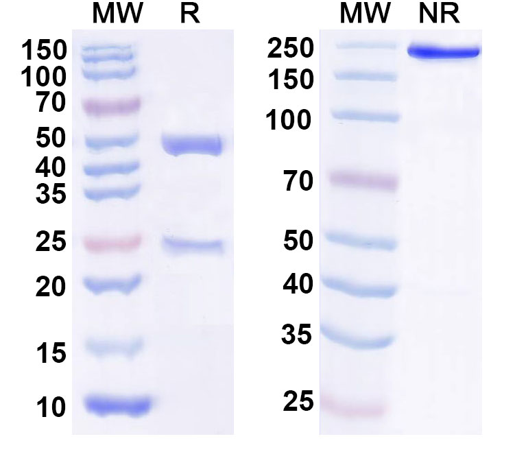 SDS-PAGE for Anti-Human CD335/NCR1/NKp46 Antibody (8E5#)