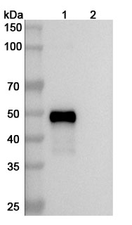 Western blot for Anti-Human CD37/TSPAN26 Antibody (SAA0012)