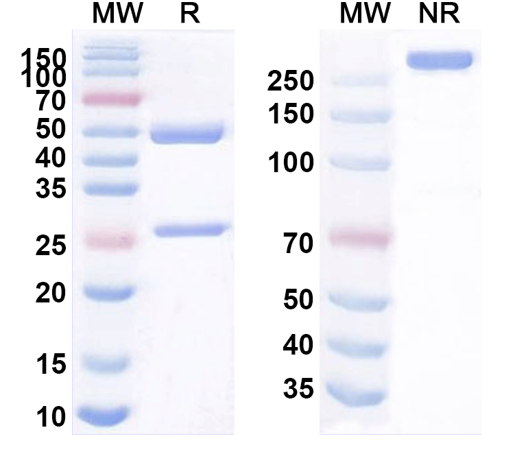 SDS-PAGE for Anti-Human CD3E Antibody (TRX4)