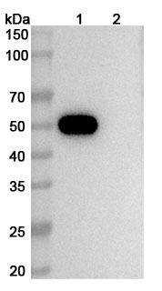 Western blot for Anti-Human CD4 Antibody (5A8)