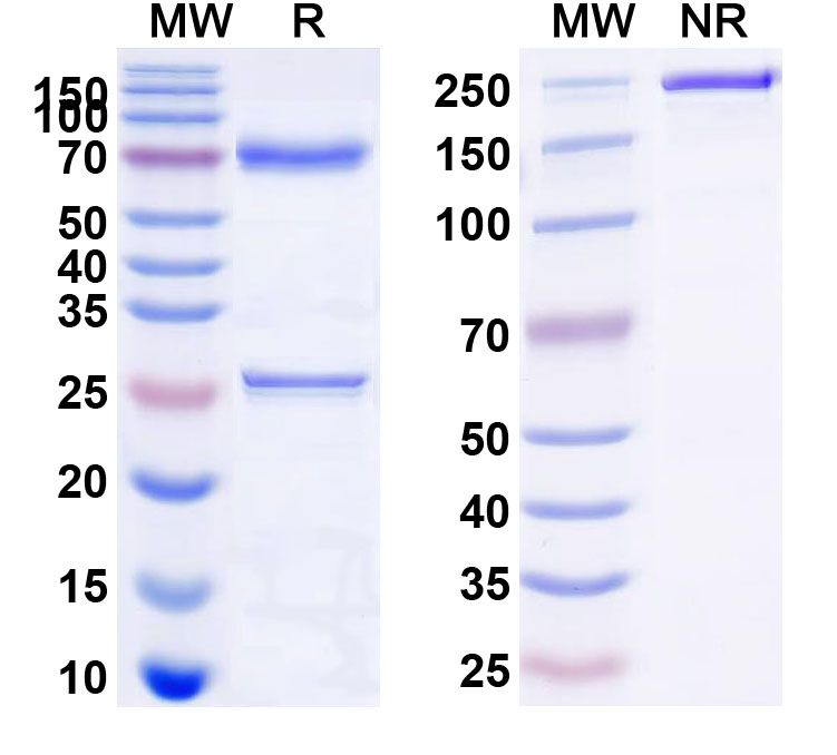 SDS-PAGE for Anti-Human CD62E/SELE Antibody (164#)