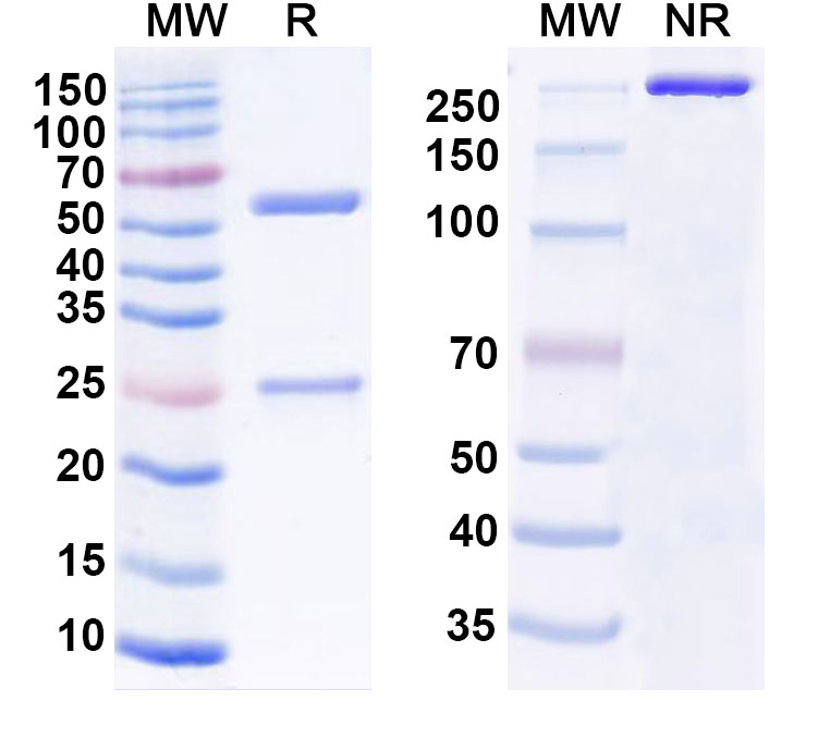 SDS-PAGE for Anti-Human CD71/TFRC Antibody (TfR006)