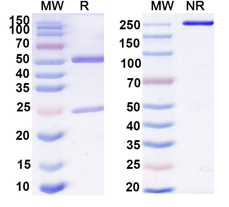 SDS-PAGE for Anti-Human CD85j/LILRB1/ILT2 Antibody (SAA0402)