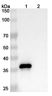 Western blot for Anti-Human CD9 Antibody (SAA0003)