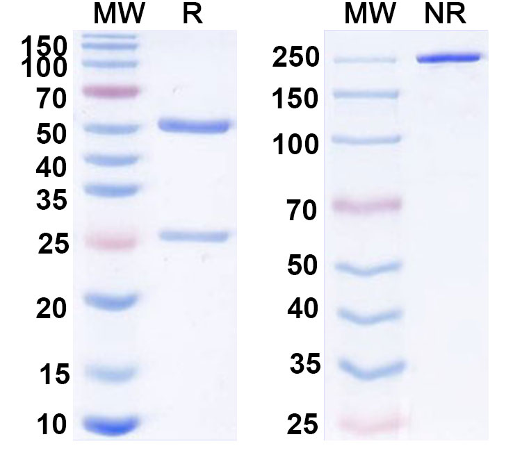 SDS-PAGE for Anti-Human EPO Antibody (SAA0420)