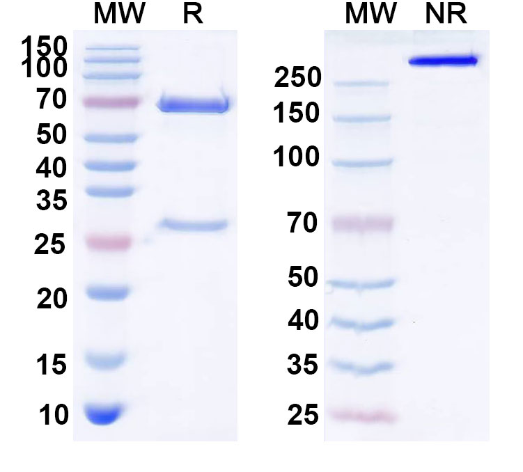 SDS-PAGE for Anti-Human GDF11/BMP11 Antibody (SAA0430)