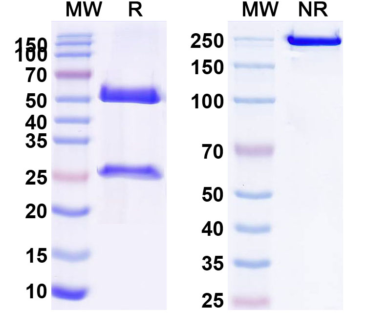 SDS-PAGE for Anti-Human HLA-DR10 (DRB1*1001) Antibody (SAA0175)
