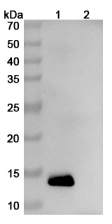 Western blot for Anti-Human IL13 Antibody (SAA0382)