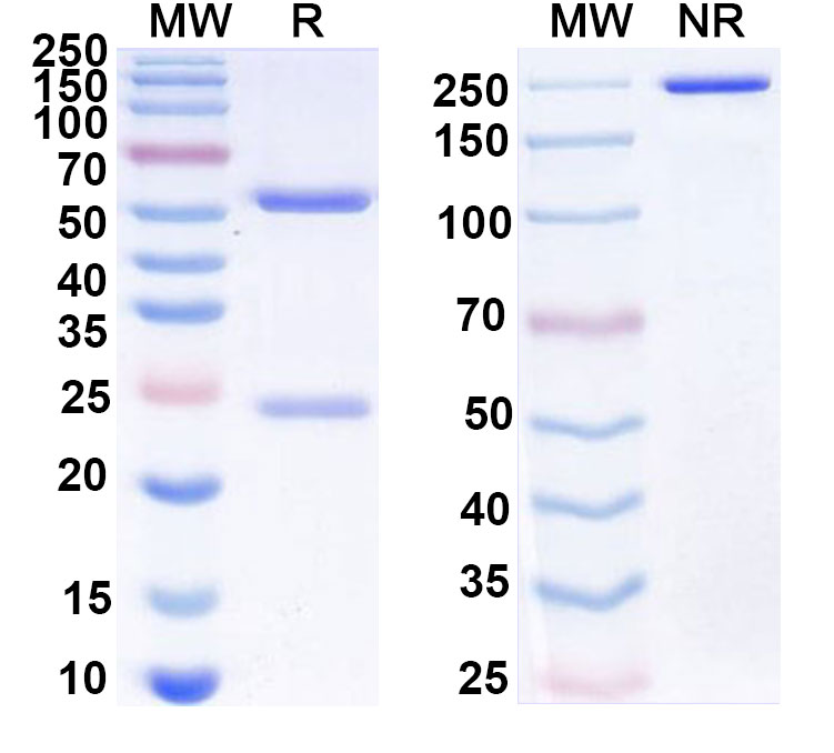 SDS-PAGE for Anti-Human IL5 Antibody (SAA0374)