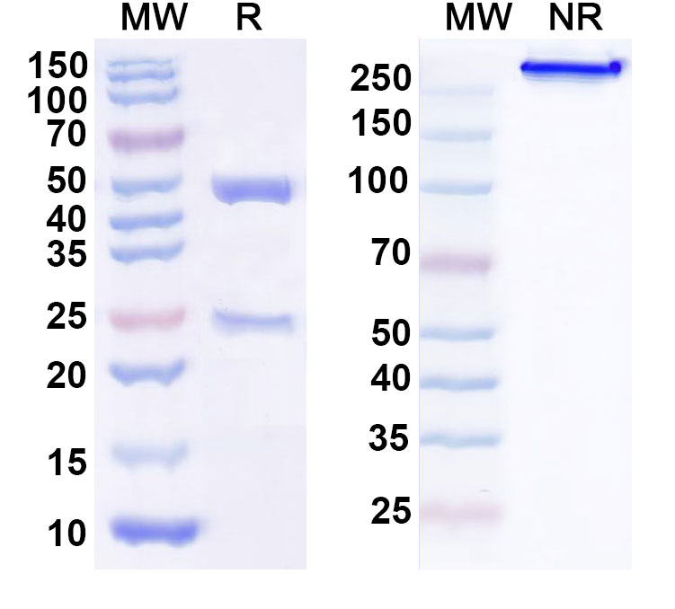 SDS-PAGE for Anti-Human LY6H Antibody (12G7)